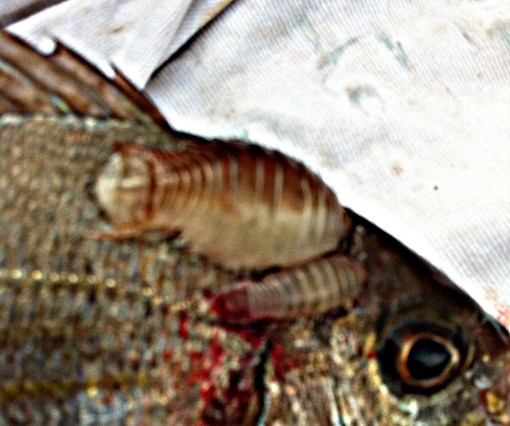 Parasite du poisson, deux Anilocres sur le dos de la Dorade