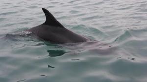 saint-suliac-un-groupe-de-dauphins-signale-dans-la-rance